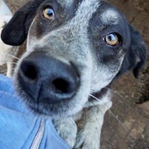 ALEX - reserviert 4animals - vermittelt