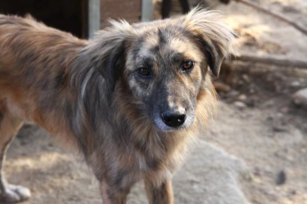 ANDREW - reserviert Second Chance Dogs - vermittelt