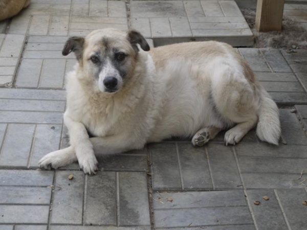 ARLO (♂) - vermisst 11/24 – Bild 5