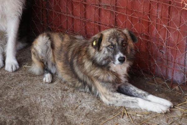 AVALON (♂) - seit mind. 2018 im Shelter - reserviert Tierhilfe Lebenswert - vermittelt – Bild 11