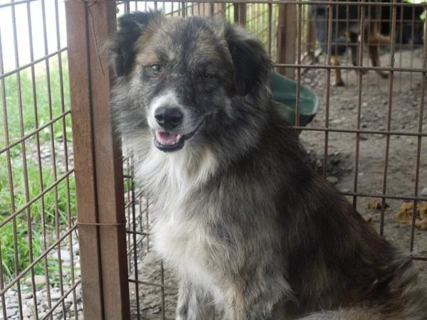 AVALON (♂) - seit mind. 2018 im Shelter - reserviert Tierhilfe Lebenswert - vermittelt – Bild 10