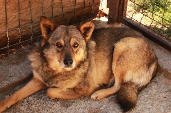 BABU - reserviert Betty - vermittelt – Bild 5