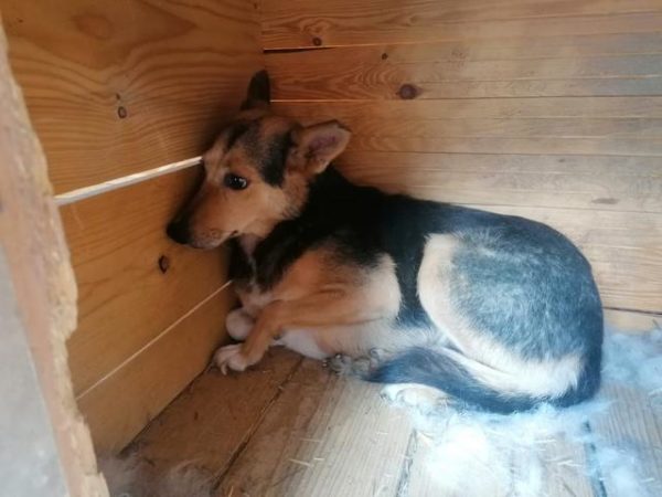 BACCIA - reserviert NadineH - vermittelt