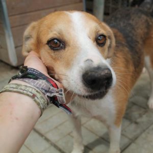 BARILLO - reserviert 4animals - vermittelt