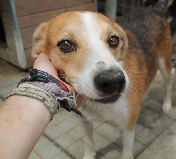BARILLO - reserviert 4animals - vermittelt