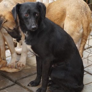 BASJA - reserviert Second Chance Dogs - vermittelt