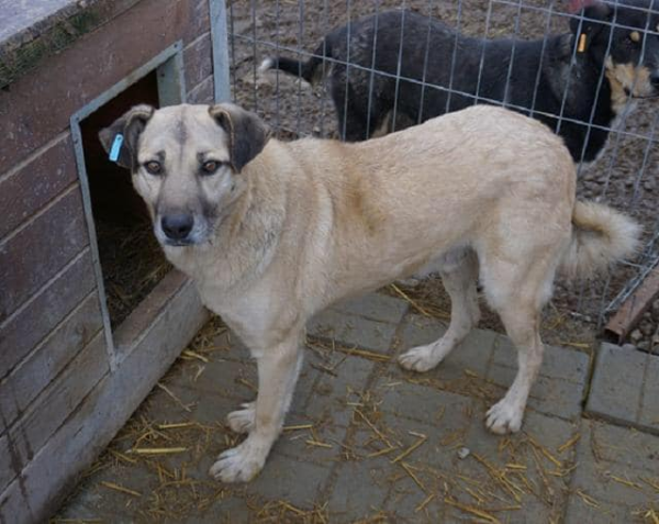 BAUTISTA - reserviert Betty  - vermittelt – Bild 10