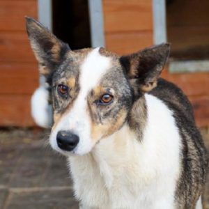 BOBBY (FRANZI) - reserviert NadineH - vermittelt