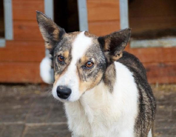 BOBBY (FRANZI) - reserviert NadineH - vermittelt