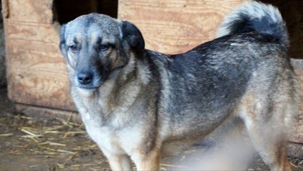 CAISEY - reserviert TST Rösrath - vermittelt – Bild 4