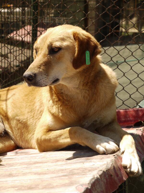 CALYPSO (♀) – Bild 6