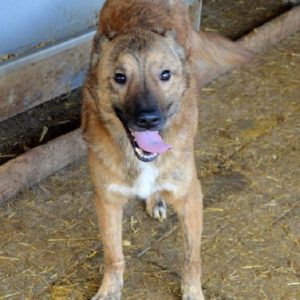 CAMPINO - reserviert ANNA (MH) - vermittelt