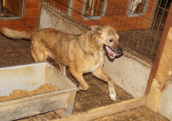 CAMPINO - reserviert ANNA (MH) - vermittelt – Bild 4