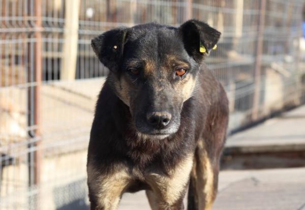 CEDRIC - vermisst 11/2021 – Bild 4