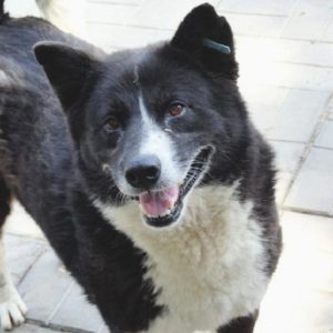 CHARLOTTA - reserviert TINO - vermittelt