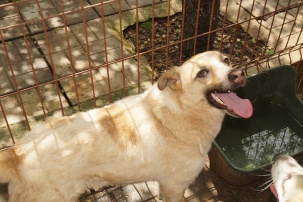 CHARLY - reserviert TINO - vermittelt – Bild 7