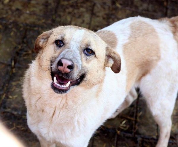 CHARLY - reserviert TINO - vermittelt – Bild 4