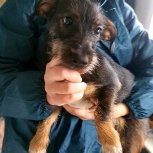 CHECCO - reserviert Second chance Dogs - vermittelt