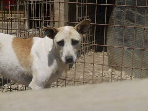 CHILLIE (♀) - seit mind. 2020 im Shelter - ausgereist zur Tierhilfe Lebenswert DR 15.03.25 – Bild 5