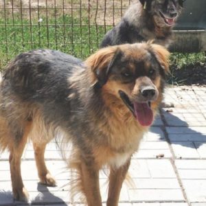 CHIPPO - reserviert NadineH - vermittelt