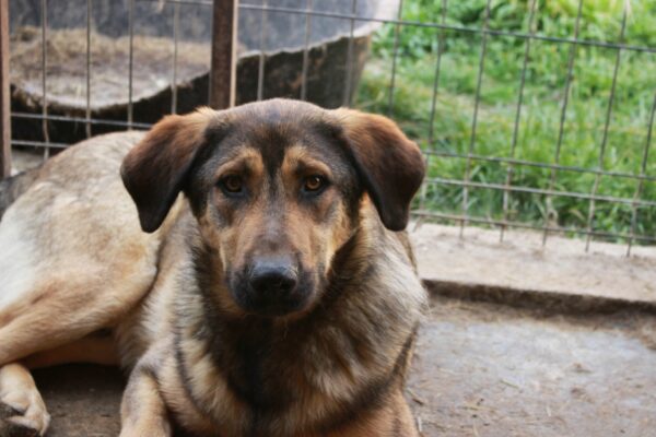 CHOKO - reserviert Manuela - vermittelt – Bild 3