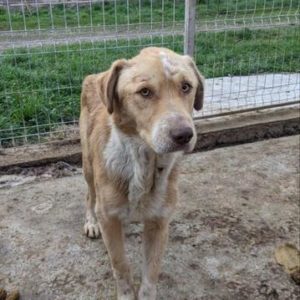 CONNERY - reserviert TH Limburg - vermittelt