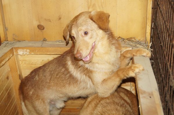 COPPER (♂) - RBB 04/25 – Bild 11