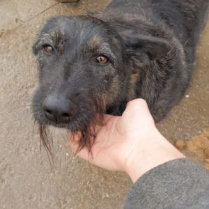 COSIMA - reserviert TH Filderstadt - vermittelt