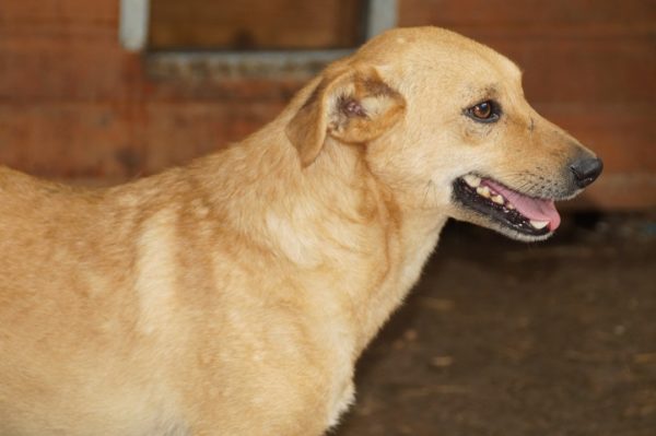 CRUSTY - reserviert Second Chance Dogs vermittelt – Bild 10