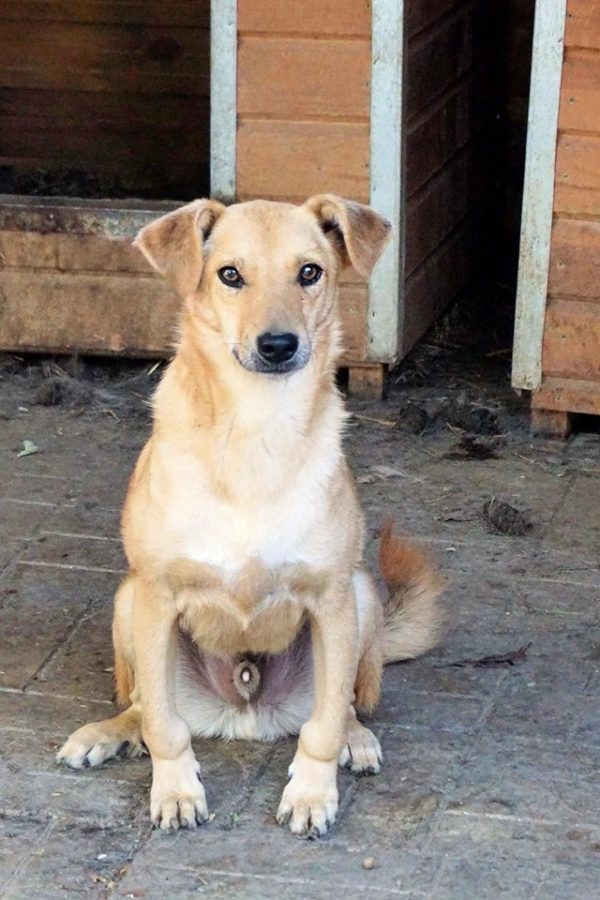 CRUSTY - reserviert Second Chance Dogs vermittelt – Bild 11