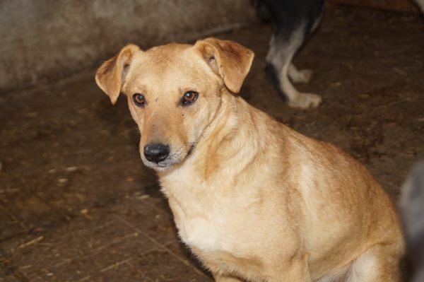 CRUSTY - reserviert Second Chance Dogs vermittelt – Bild 6