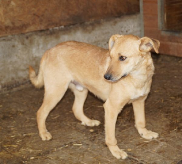 CRUSTY - reserviert Second Chance Dogs vermittelt – Bild 7