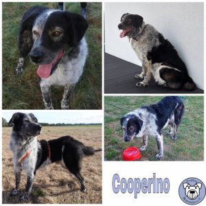 COOPERINO - Gnadenplatzhund seit dem 10.07.2021 RBB 09/2025