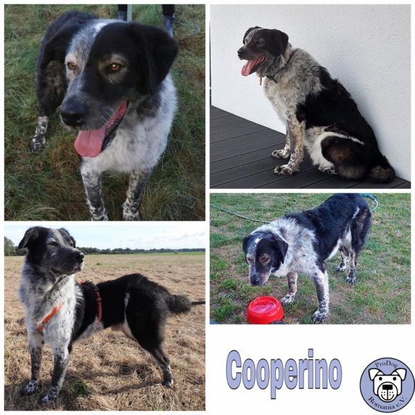 COOPERINO - Gnadenplatzhund seit dem 10.07.2021 RBB 09/2025