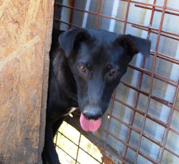DELLA - reserviert THL DogR - vermittelt – Bild 2