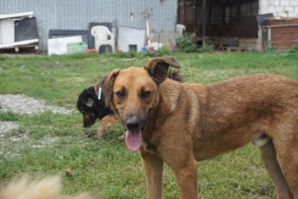 DEREK - reserviert Tierhilfe Lebenswert DR - vermittelt