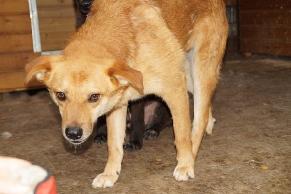 DEXTER - RBB 07/25 – Bild 12