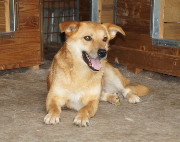 DEXTER - RBB 07/25 – Bild 13