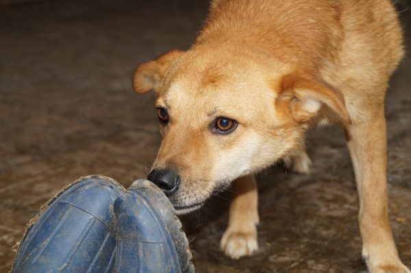 DEXTER - RBB 07/25 – Bild 14