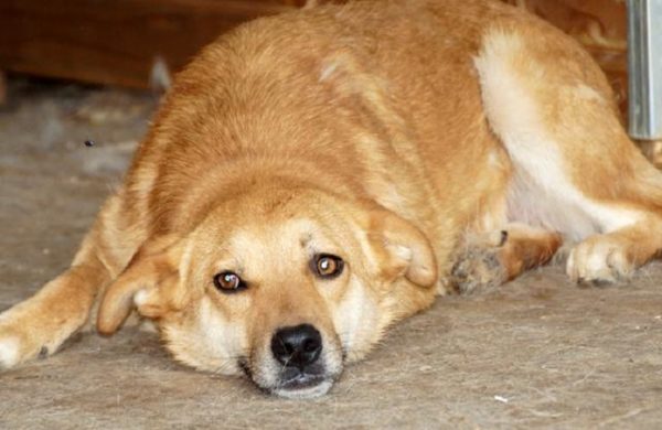 DEXTER - RBB 07/25 – Bild 9