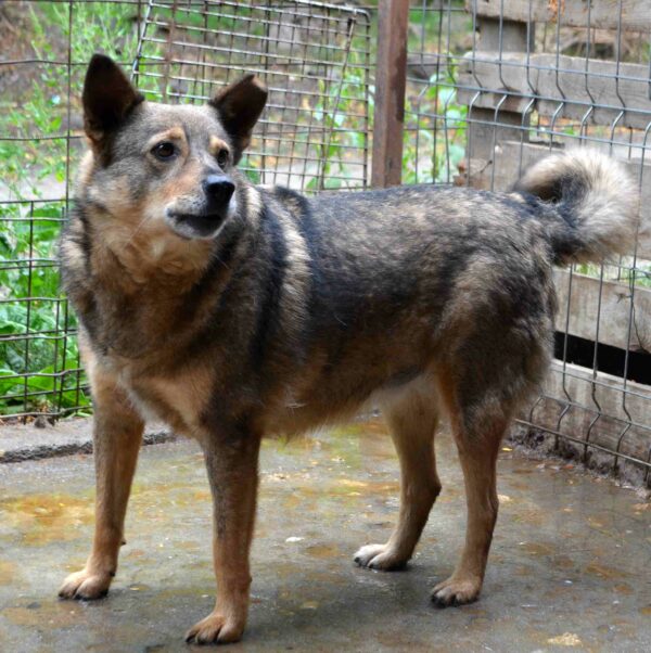 BABU - reserviert Betty - vermittelt – Bild 4