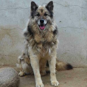 MERLIN - RBB 01/2024