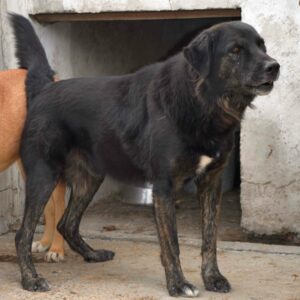 UMBOK (♂) - RBB 10/24