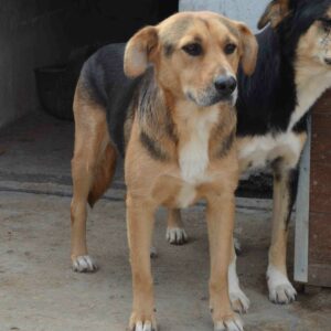 SKROLLAN (♀) - seit mind. 2017 im Shelter - auf PDR PS im PLZ Bezirk 56 *ausgereist*