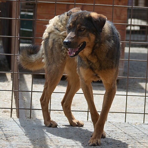 SIRO (♂) – Bild 6
