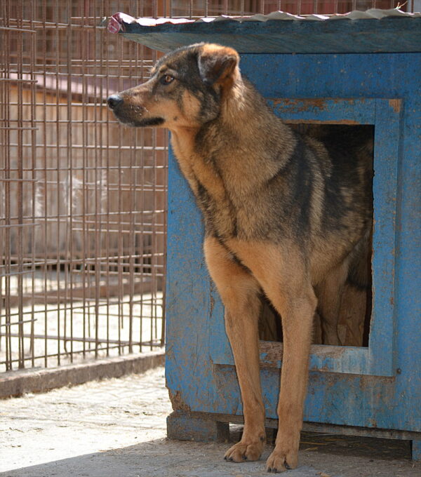 SIRO (♂) – Bild 8