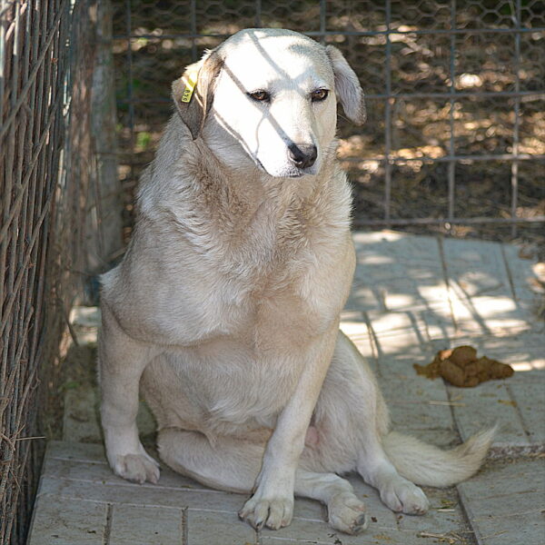 KELLY (♀) – Bild 2