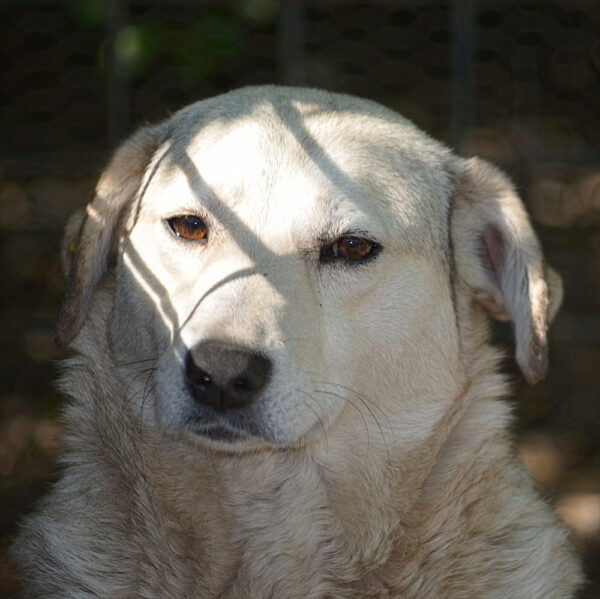 KELLY (♀) – Bild 5