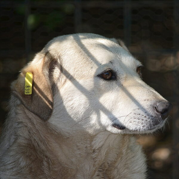 KELLY (♀) – Bild 3