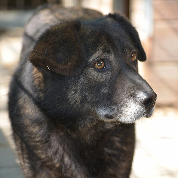 LUTHER (♂) – Bild 3